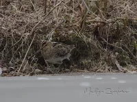[Gallinago]